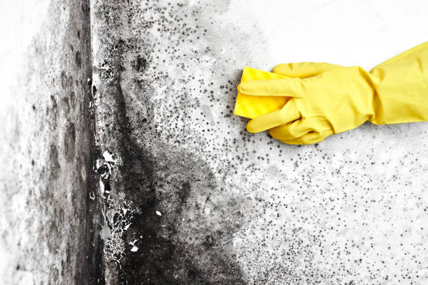 Best Insurance-Related Mold Remediation in Middlefield, OH